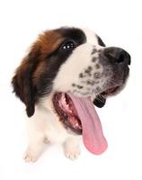 Saint Bernard Puppy Looking Sideways on White Background photo