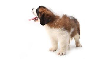 Happy Saint Bernard Looking up and Sideways on White Background photo