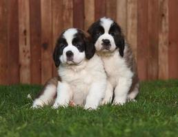 Portrait of Saint Bernard Puppies photo