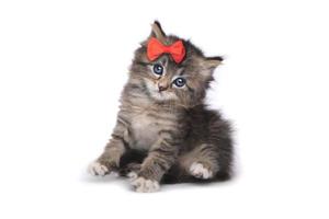 Cute Tiny Kitten on a White Background photo