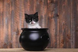 Adorable Kitten in Halloween Cauldron on Wood Background photo