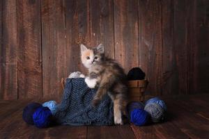 lindo gatito adorable foto