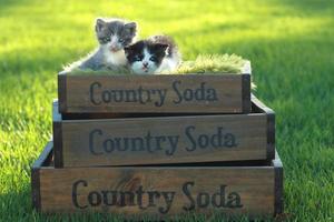 Kittens Outdoors in Natural Light photo