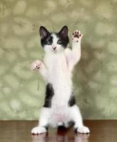 Kitten Standing on Hind Legs Waving photo