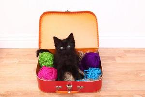Kitten in a Case Filled with Yarn photo