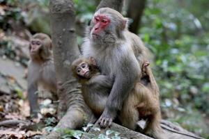 Feral Rhesus Monkeys Living in Zhangjiajie National Park China photo