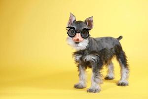 pequeño goofy minuature schnauzer cachorro de perro foto