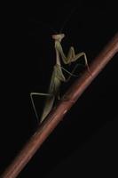 Green Praying Mantis on Black Background photo