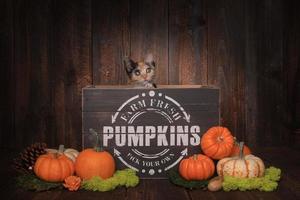 Thankgiving Kittens in Pumpkin Themed Setting photo