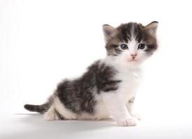 Cute Adorable Kitten photo