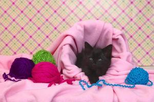 Black Kitten in a Basket With Yarn photo