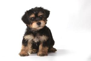 Tiny Miniature Teacup Yorkie Puppy on White Background photo