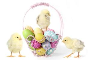 Holiday Themed Image With Baby Chicks and Eggs photo