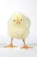 Adorable Baby Chick Chicken on White Background photo