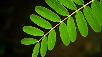 Close-up photos of fresh green leaf details, exclusive to the background.