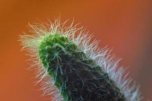 Macro photo of cactus tree with feathers