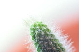 Macro photo of cactus tree with feathers