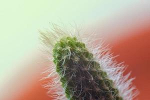 Macro photo of cactus tree with feathers