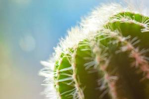 Fotografía macro del árbol de cactus con plumas
