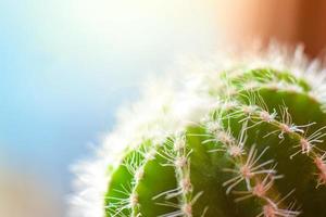 Macro photo of cactus tree with feathers