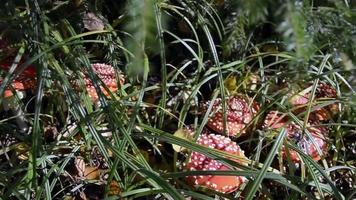 amanita na floresta. muitos agáricos de mosca crescem na grama da floresta. lindos cogumelos venenosos. video