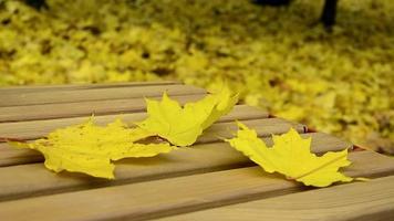 foglia d'autunno sulla panchina. una foglia d'acero gialla ondeggia al vento. video