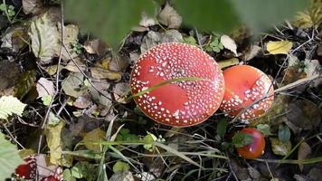 Amanita. A family of fly agarics grows in the grass in the forest. Beautiful poisonous mushrooms. video