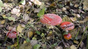 Amanita. Beautiful poisonous mushrooms. A family of fly agarics grows in the grass in the forest. video