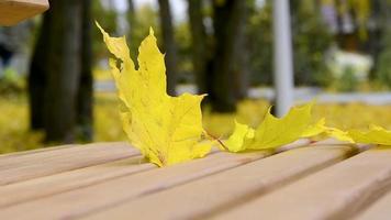 foglia d'autunno sulla panchina. una foglia d'acero gialla ondeggia al vento. foglie cadute. video