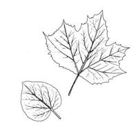 Vector hand-drawn illustration of leaves. A detailed sketch of the leaves in the retro style, hand-drawn. Vintage sketch element for the design of labels, packaging and postcards.