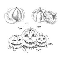 Conjunto de ilustración hecha a mano de Halloween de bocetos antiguos sobre un fondo blanco. calabazas dibujo ilustración vectorial. cosecha de calabaza de otoño. vector
