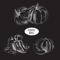 Handmade illustration  set of vintage vegetable sketches on a black chalkboard. Pumpkins and peppers sketches vector illustration. Autumn harvest.