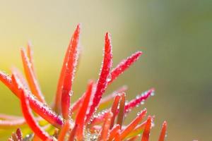 Beautiful red grass photo