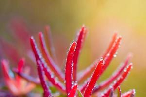 Beautiful red grass photo