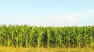 Agricultural corn in sunny day photo