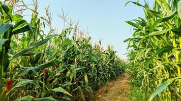 Agricultural corn in sunny day photo