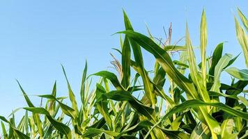 Agricultural corn in sunny day photo