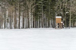 Dusk and colors of the snowy forest. Snow and cold. photo