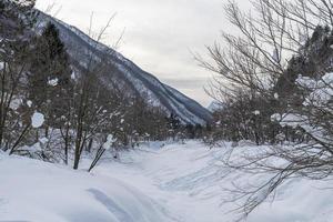 Dusk and colors of the snowy forest. Snow and cold. photo