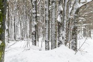 Dusk and colors of the snowy forest. Snow and cold. photo