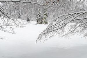 Dusk and colors of the snowy forest. Snow and cold. photo