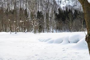 Dusk and colors of the snowy forest. Snow and cold. photo