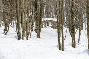 Dusk and colors of the snowy forest. Snow and cold. photo