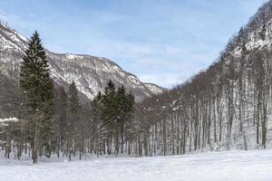 Dusk and colors of the snowy forest. Snow and cold. photo