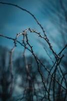 brown tree branch with snow photo