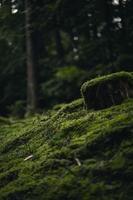 musgo verde en el tronco de un árbol marrón foto