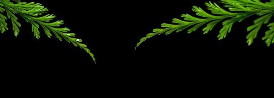 Freshness Green leaf of Fern on black background photo