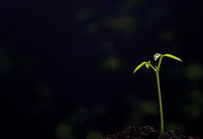 Bud leaves of young plant seeding in forest photo