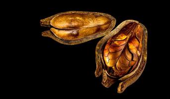 Pods and seeds of Mahogany on black background photo