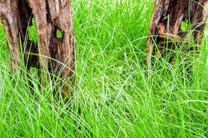 The stiff wood stump and benign grass blade photo